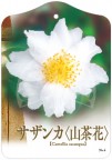 サザンカ No.6