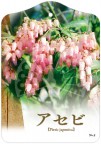 桃花あせび No.2