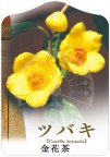 ツバキ 金花茶