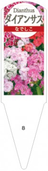 なでしこ(ダンアンサス) No.8